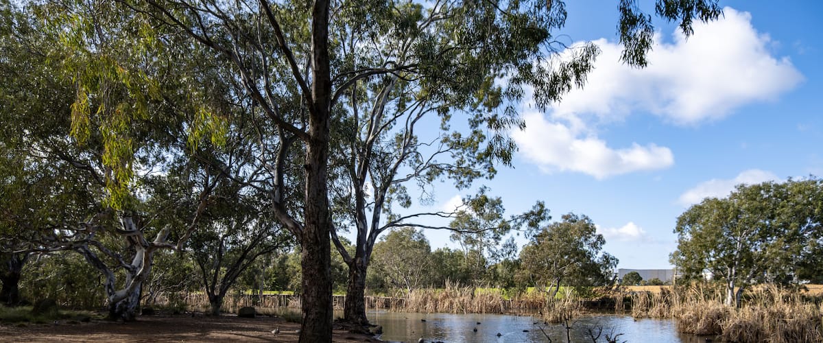 A riverbank with trees and ducks.