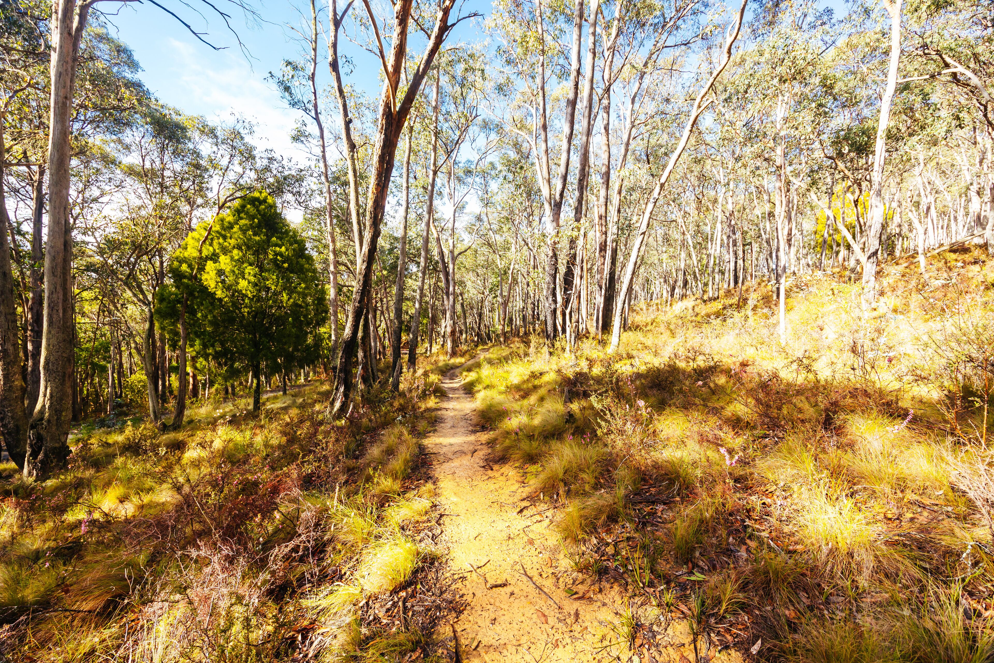 A forested trail with tall trees and a dirt path.