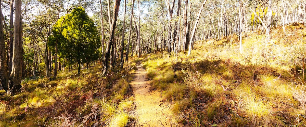 A forested trail with tall trees and a dirt path.