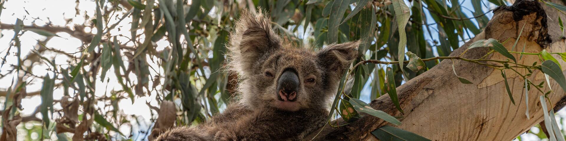 Koala, Phascolarctos cinereus, awake on a tree branch of Eucalyptus tree, Kennett River, Victoria, Australia