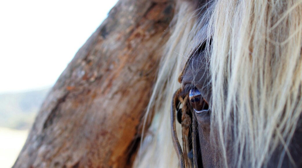 This is one of my most precious photographs from my time at Snowy River Camp, where I worked for several months.
On days off, we were lucky enough to be able to take the horses out for long rides in the valley. We would set off with packed lunch, which we ate in the middle of nowhere under a tree, with the horses grazing and dozing off by our side. This shot was taken at that time: Taffy, patiently waiting until we finished our food, the landscape reflecting in his glistening eyes.