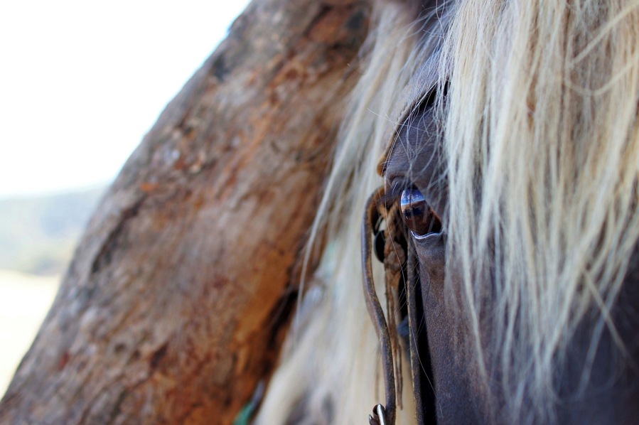 This is one of my most precious photographs from my time at Snowy River Camp, where I worked for several months.
On days off, we were lucky enough to be able to take the horses out for long rides in the valley. We would set off with packed lunch, which we ate in the middle of nowhere under a tree, with the horses grazing and dozing off by our side. This shot was taken at that time: Taffy, patiently waiting until we finished our food, the landscape reflecting in his glistening eyes.