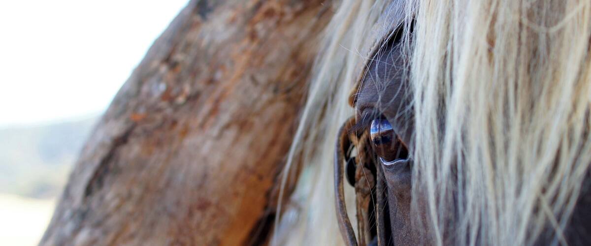 A close-up of a horse's head and neck, with a tree trunk in the background.