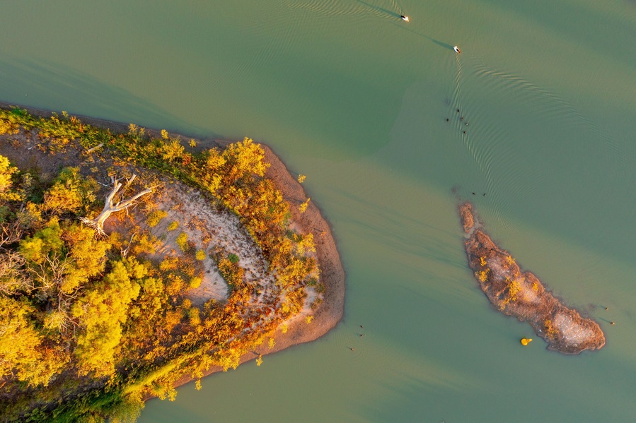 Aerial view of an island in the bend a river with gumtrees bathed in golden afternoon sunshine