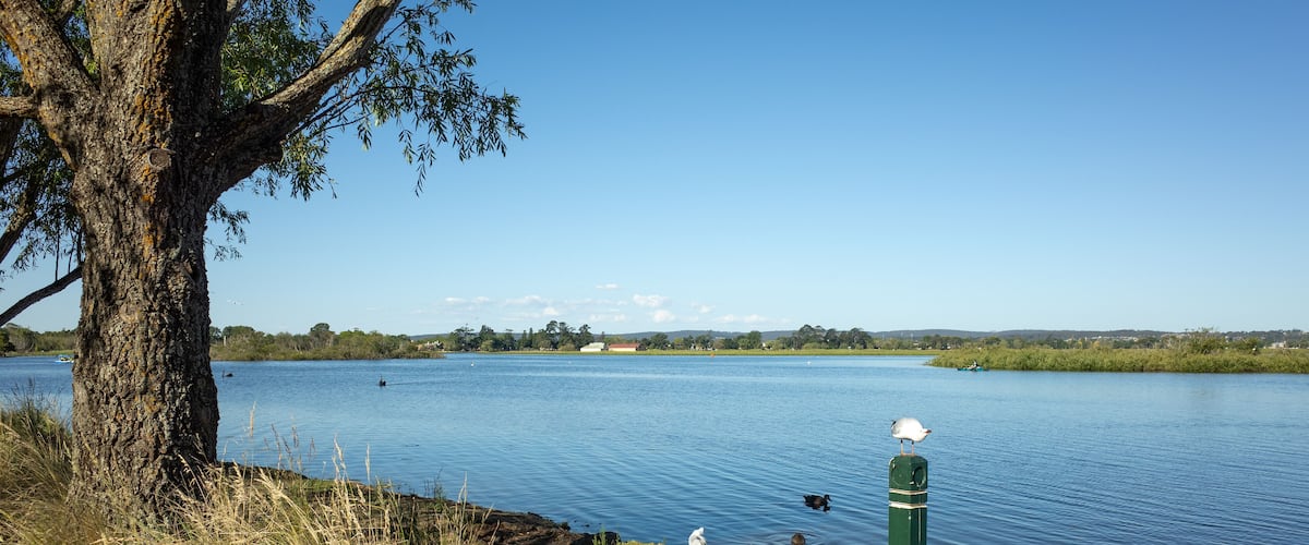 Lake Wendouree in Ballarat with a picturesque lakeside view, local wildlife and lush greenery. It is a popular tourist attraction and sightseeing spot in the regional town of Australia.