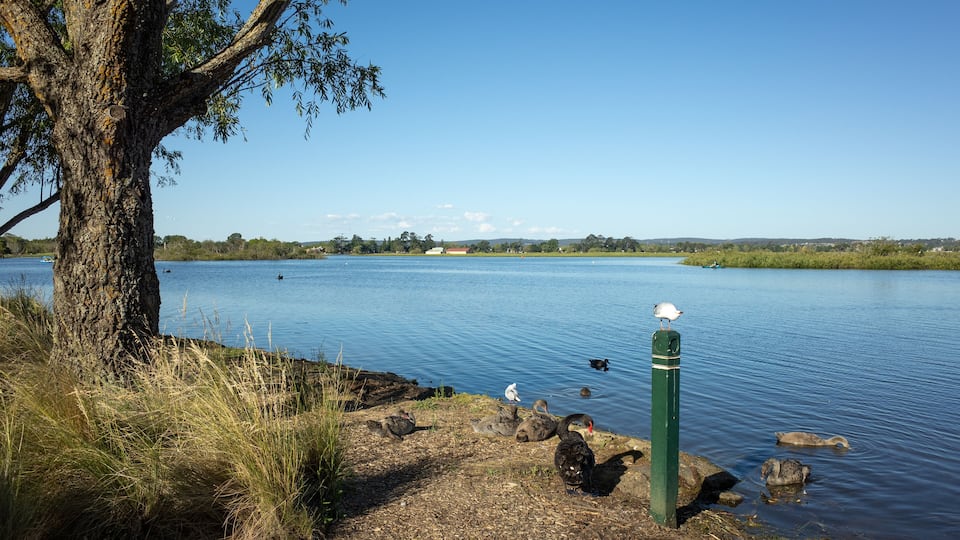 Lake Wendouree in Ballarat with a picturesque lakeside view, local wildlife and lush greenery. It is a popular tourist attraction and sightseeing spot in the regional town of Australia.