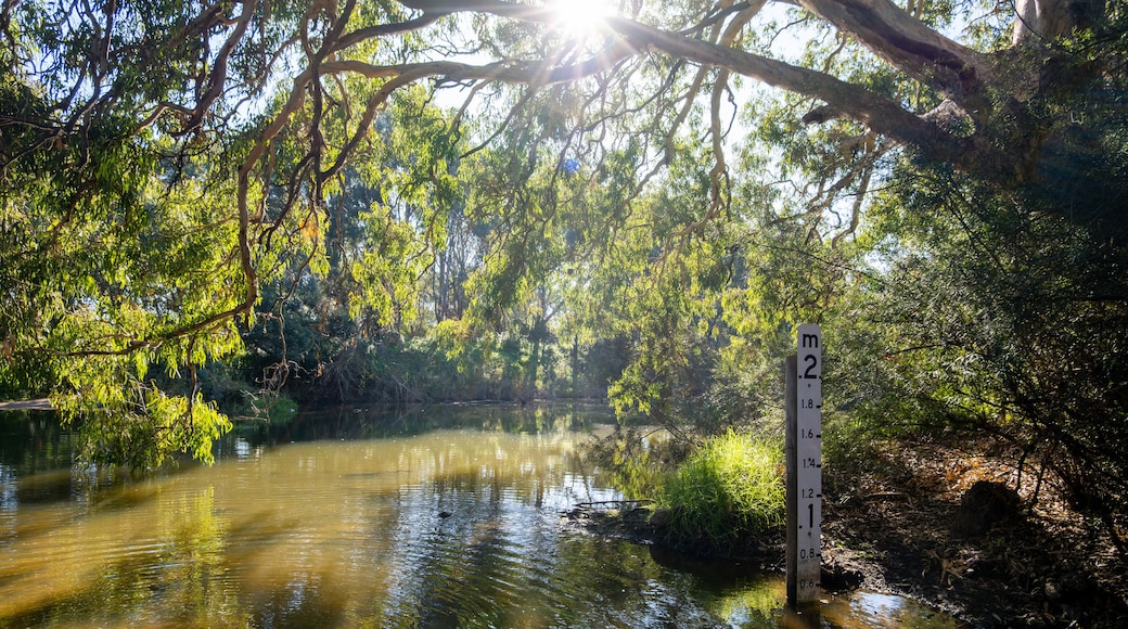 A river with a water level gauge, surrounded by dense trees and sunlight filtering through.