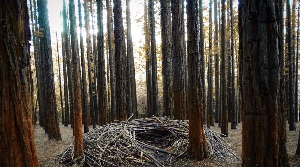 Redwood Forest; man made nests, every person visits would pick up branches fallen from this humongous trees to create a beautiful man nest