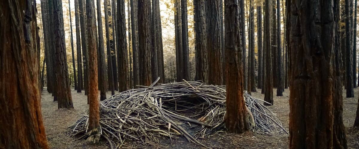 Redwood Forest; man made nests, every person visits would pick up branches fallen from this humongous trees to create a beautiful man nest