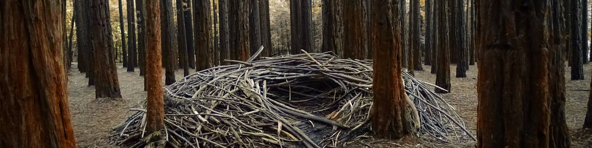 Redwood Forest; man made nests, every person visits would pick up branches fallen from this humongous trees to create a beautiful man nest