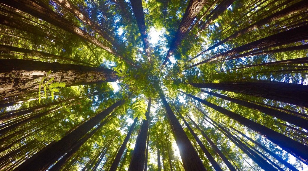 A really cool place to check out in Warburton. I love it here :)