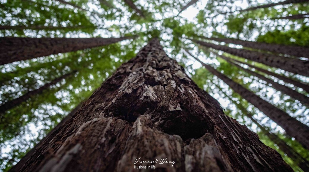 A breathtaking forest to behold
.
.
.
#fujicolor #fujifilm #forest #fairytale #trees #perspectives