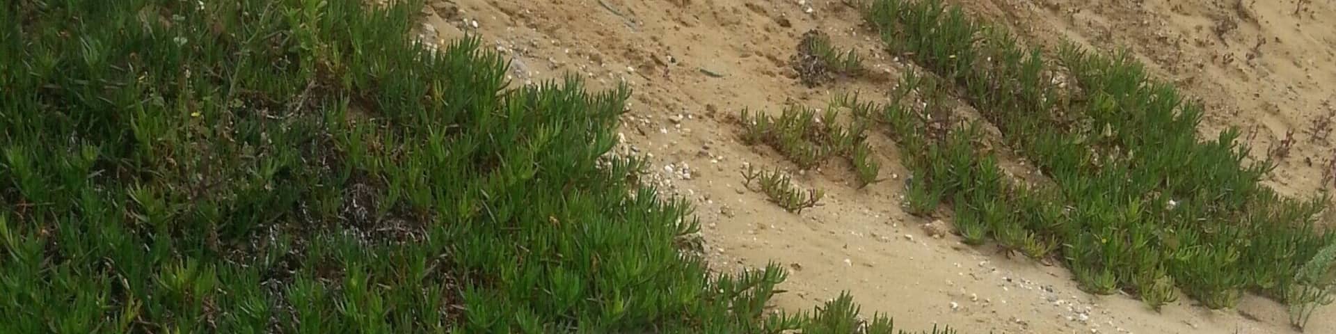 Slappy the seal visits sea spray beach most years. He has become somewhat of a celebrity as he hangs around the surf life saving club
#wyldfamilytravel, #seaspray, #australia