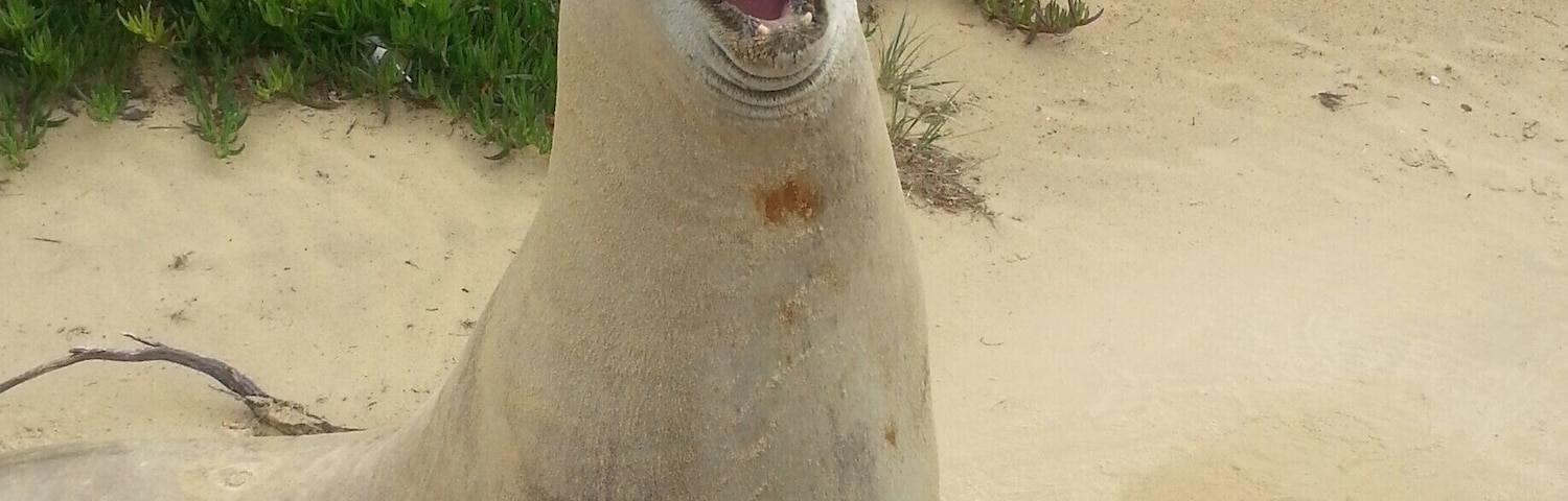 Slappy the seal visits sea spray beach most years. He has become somewhat of a celebrity as he hangs around the surf life saving club
#wyldfamilytravel, #seaspray, #australia