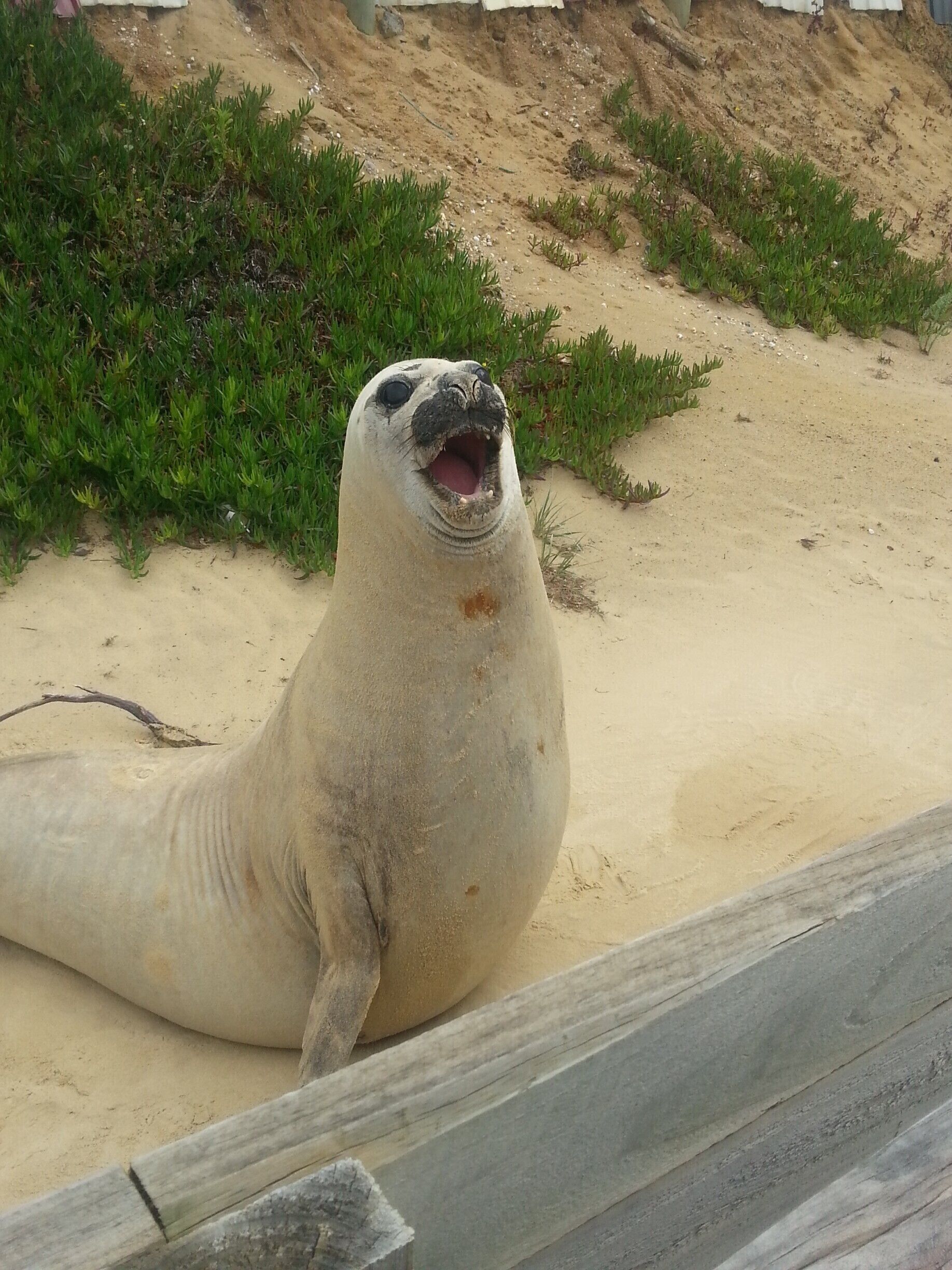 A seal lying on sandy terrain with sparse vegetation.