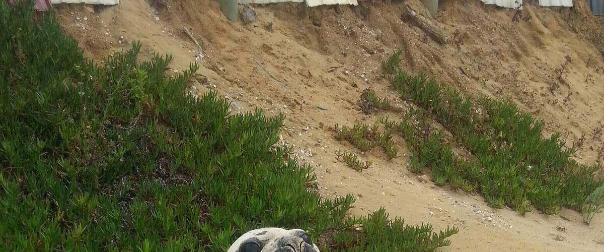 A seal lying on sandy terrain with sparse vegetation.