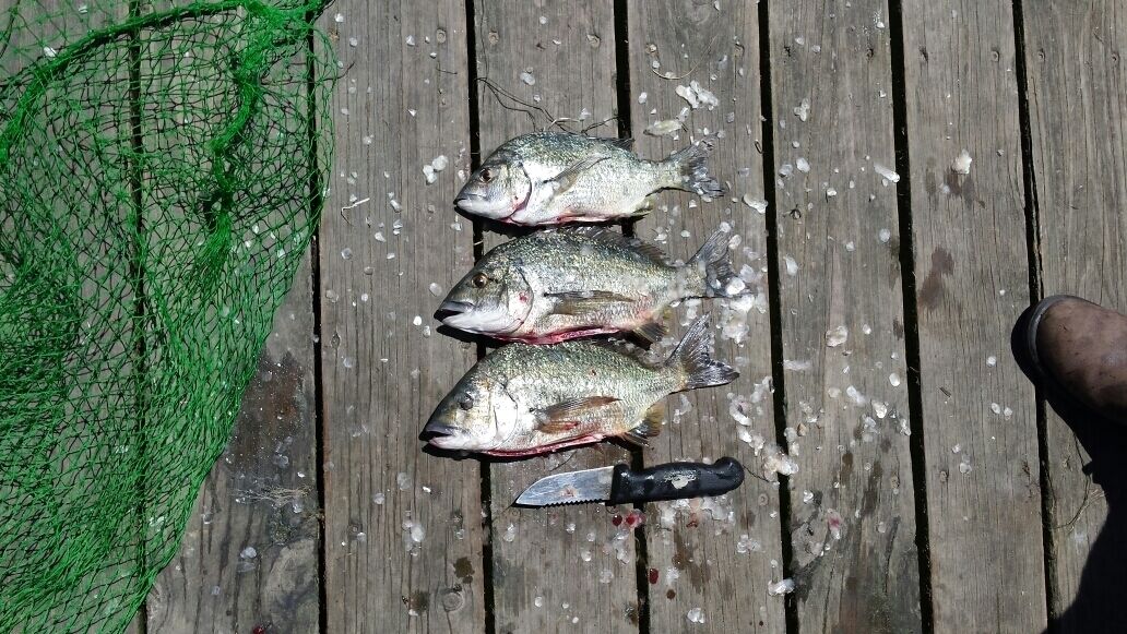 3 #Bream #Fish caught at #Seaspray creek in #eastgippsland
#Australia

ww.wyldfamilytravel.com