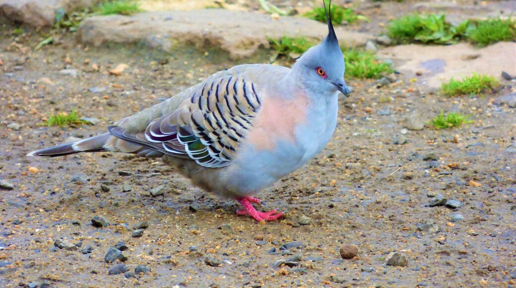 Crested Pigeon
#wildlife