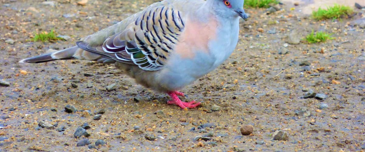 Crested Pigeon
#wildlife