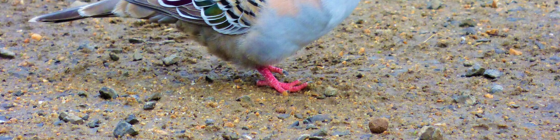 Crested Pigeon
#wildlife