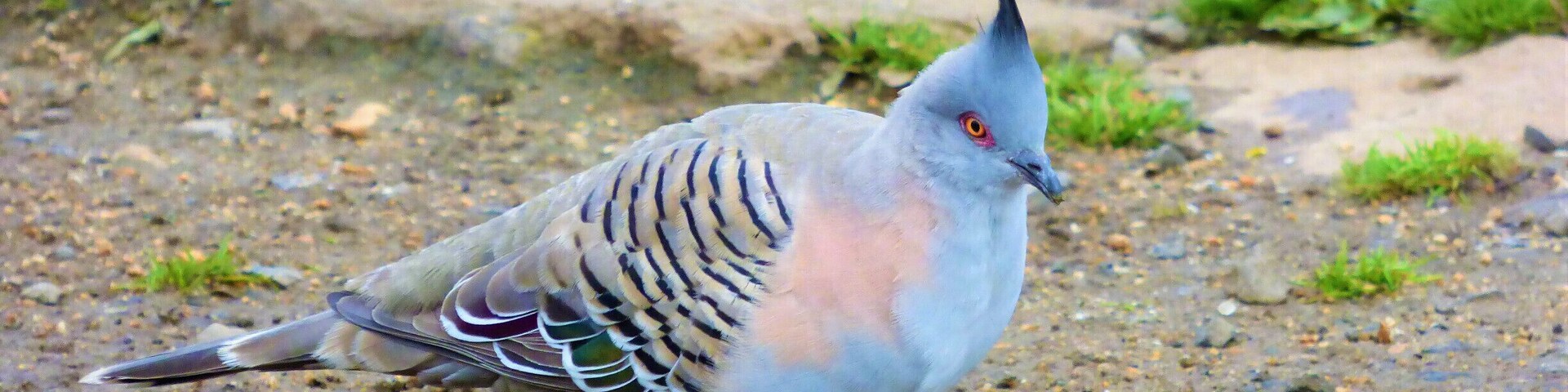 Crested Pigeon
#wildlife