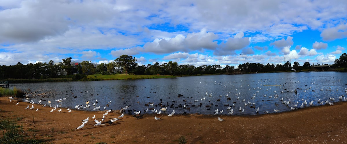 A lake with birds, trees, and a cloudy sky.