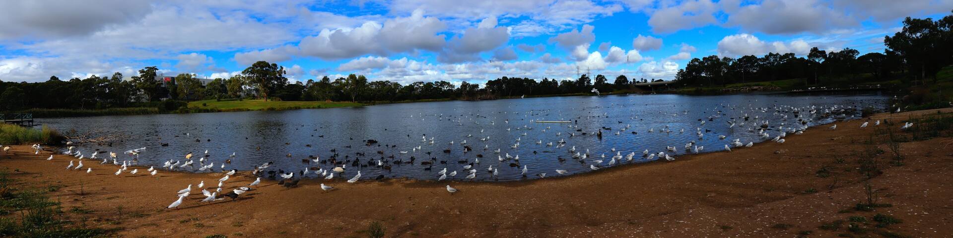 A lake with birds, trees, and a cloudy sky.