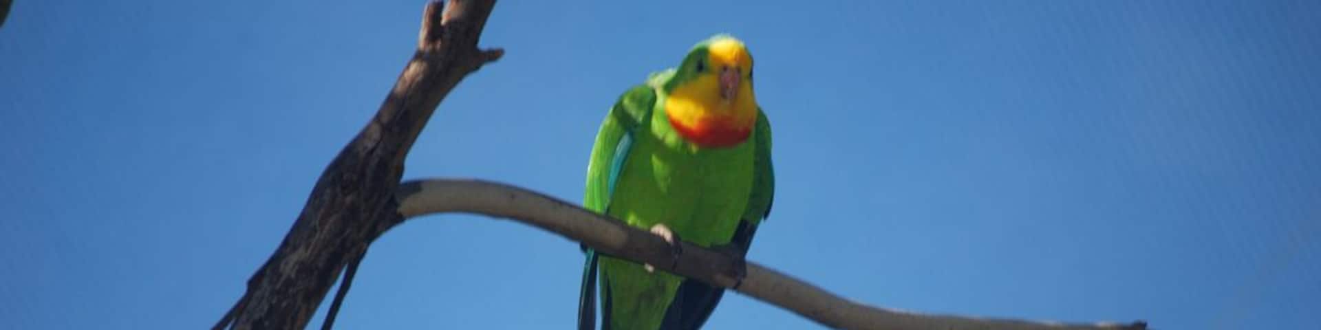 Ballarat Bird world is fun if you are a bird lover. It is smallish and is mostly parrots in aviaries. The free flight aviary is definitely worth it. Sometimes, the gentleman who owns it lets you go in and pet the red tailed black cockatoo #localgem