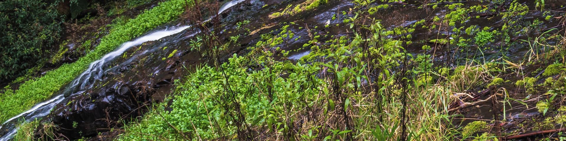 This is quite easy to find and there are a few steep steps down to the viewing platform. It would be interesting to see if there is a way to the base further down the road. But this day was rainy. Next time 😊
#tarravalley#waterfall #victoria #australia #fern