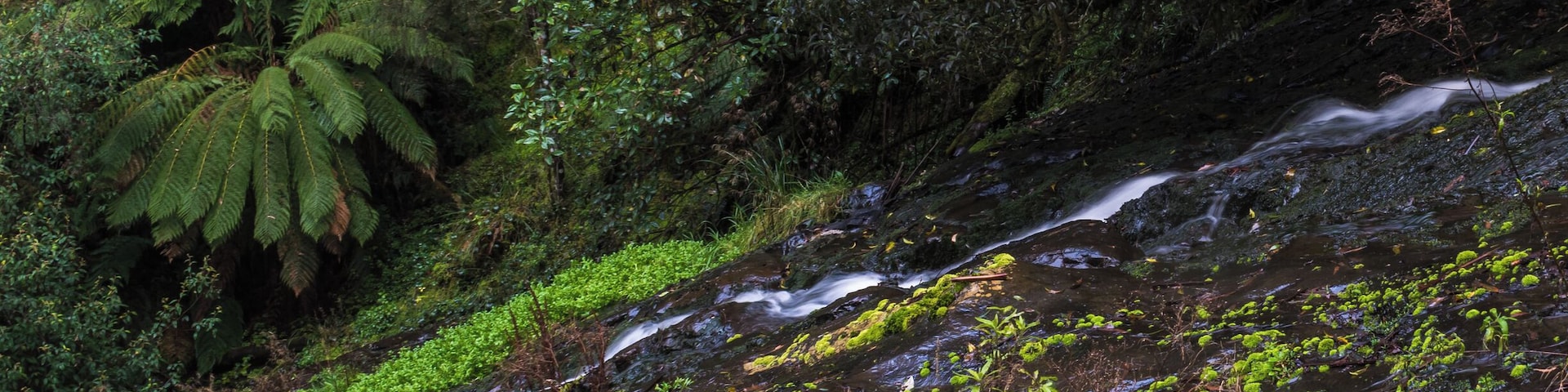 This is quite easy to find and there are a few steep steps down to the viewing platform. It would be interesting to see if there is a way to the base further down the road. But this day was rainy. Next time 😊
#tarravalley#waterfall #victoria #australia #fern
