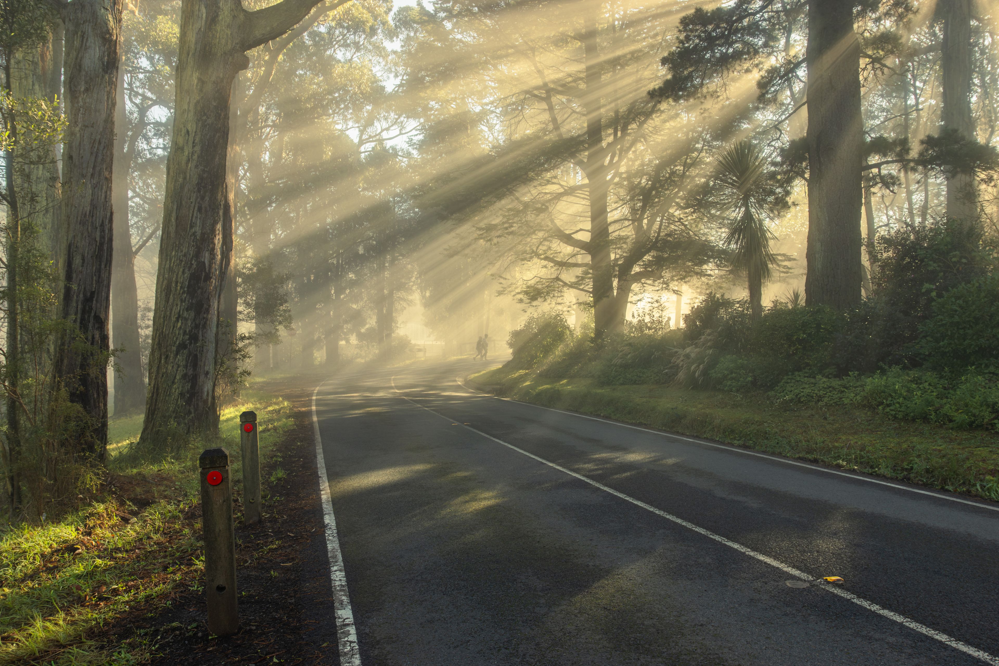 Uma estrada arborizada com árvores altas e luz do sol filtrando-se entre elas.