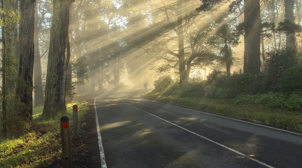 A forested road with tall trees and sunlight filtering through.
