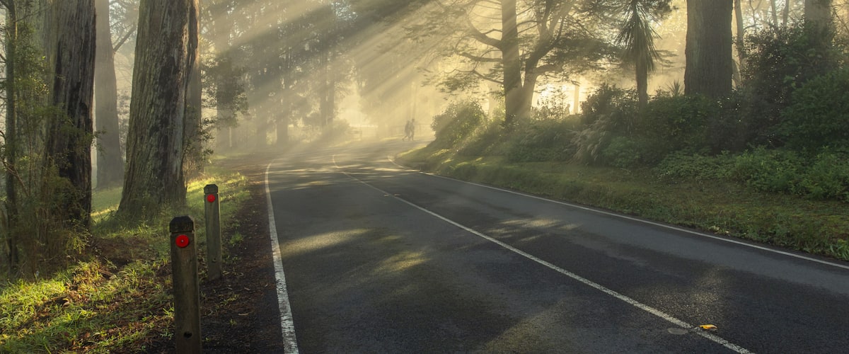 Un camino bordeado de árboles altos, con rayos de sol filtrándose entre las hojas.
