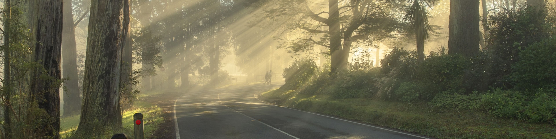 Uma estrada arborizada com árvores altas e luz do sol filtrando-se entre elas.