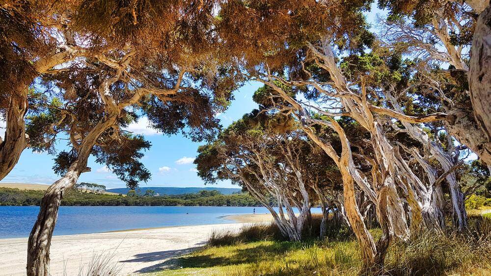 Une plage bordée d’arbres, avec un lac en arrière-plan.