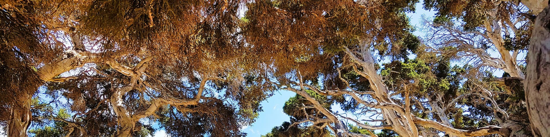 The mouth of Taylor Inlet, near Albany, Western Australia, at Nanarup Beach, near Albany, Western Australia, on a summer day. Sun shining through the leaves of old paperbark trees.