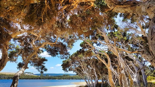 The mouth of Taylor Inlet, near Albany, Western Australia, at Nanarup Beach, near Albany, Western Australia, on a summer day. Sun shining through the leaves of old paperbark trees.
