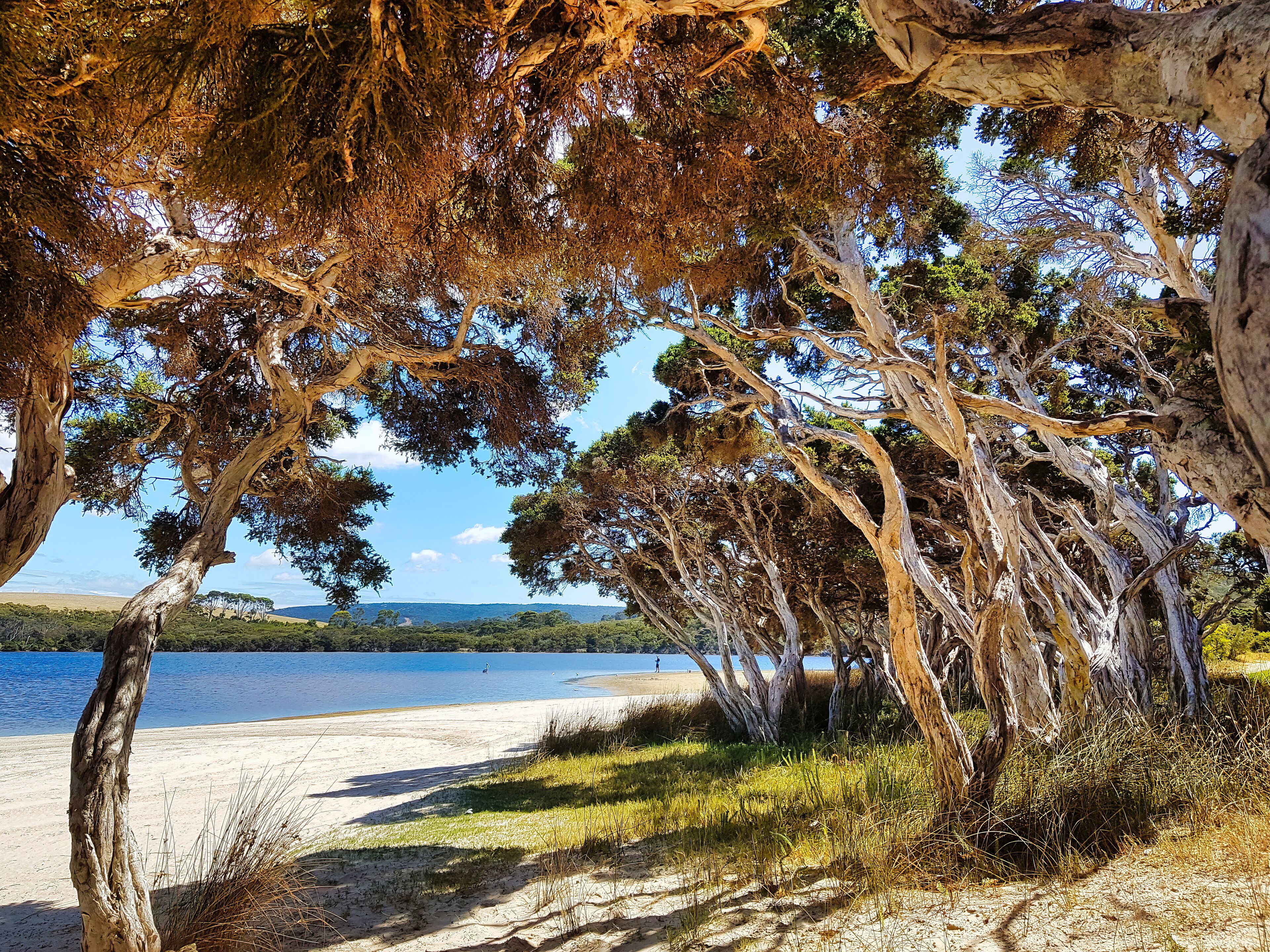 A beach with trees and a lake in the background.