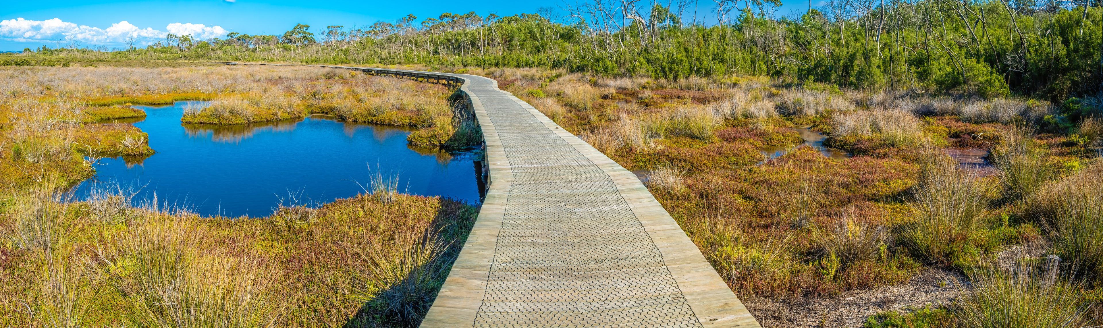A boardwalk curving through a wetland area with water bodies and dense vegetation.