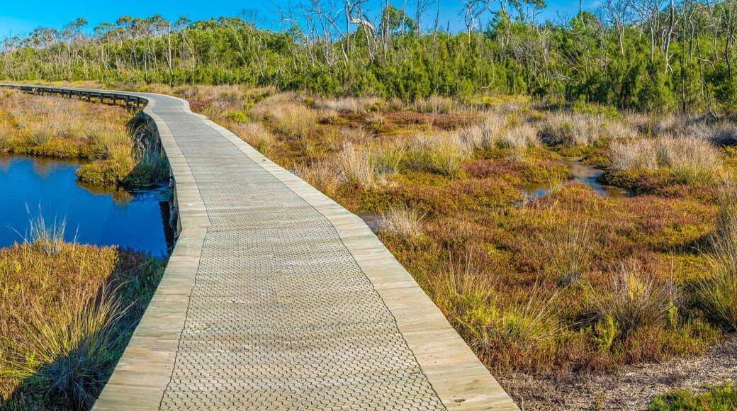 A boardwalk curving through a wetland area with water bodies and dense vegetation.