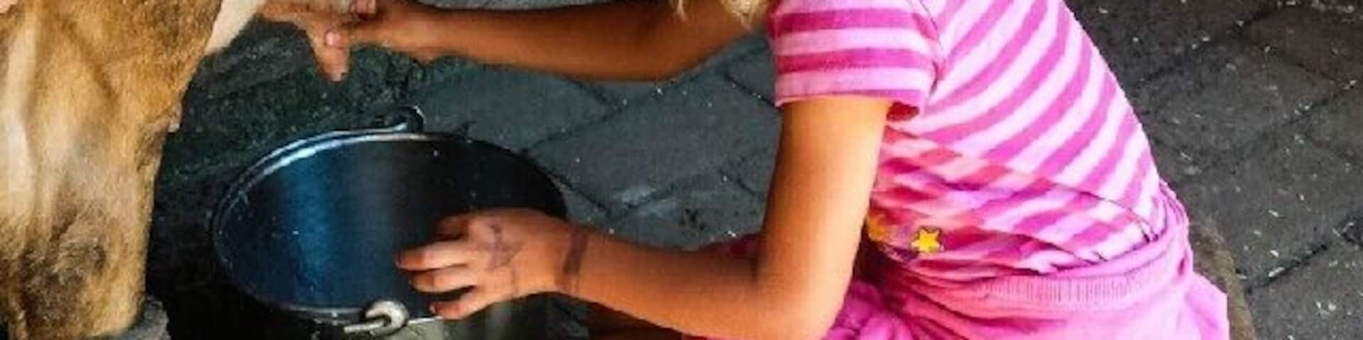 Our girls loved seeing some live farm action up close. Kalyra had a go of milking the cow, they watched the shearing of the sheep, a whip- cracking show and the sheep dogs rounding up the sheep. It was a lot of fun.
There are beautiful views out to Phillip Island and the Western Port with hiking trails and lovely gardens to wander through.