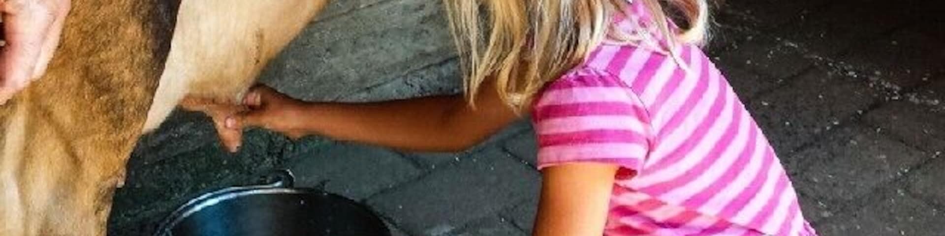 Our girls loved seeing some live farm action up close. Kalyra had a go of milking the cow, they watched the shearing of the sheep, a whip- cracking show and the sheep dogs rounding up the sheep. It was a lot of fun.
There are beautiful views out to Phillip Island and the Western Port with hiking trails and lovely gardens to wander through.