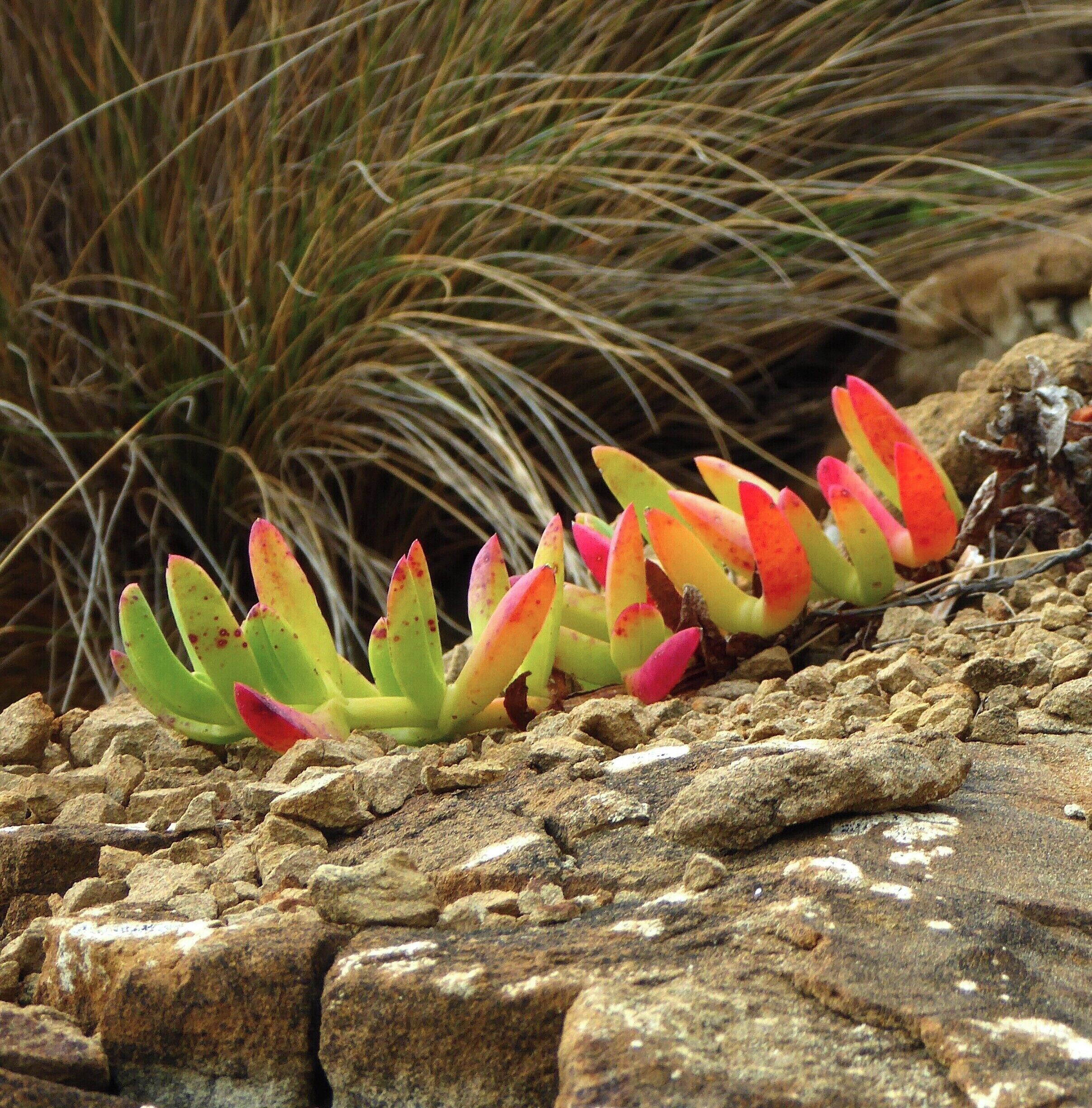 The heathlands that border the beach are full of fascinating flora.