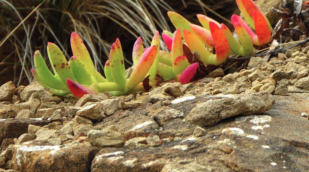 The heathlands that border the beach are full of fascinating flora.