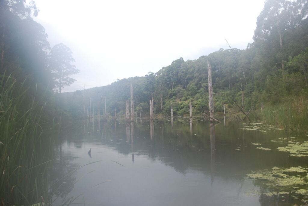Lake Elizabeth is one of my favourite hidden gems in the Otway region. It's a beautiful campground that has many hiking trails. The lake was created when a landslide formed a dam. Now you have haunting dead trees rising from the middle of the lake.

It's very secluded and is a place to get different photos. You can occasionally find platypus here #localgem