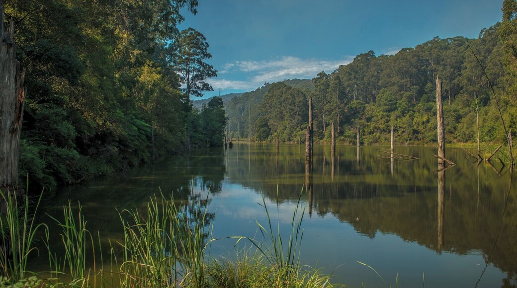 Lake Elizabeth is a remote mountain lake formed by a landslide and a beautiful place to spend some time searching for the Platypus. The lake is about 3/4hr walk to reach from the carpark along a well made pathway. My photo was taken near the western edge of the lake.
Hidden deep in the Otways it has inspiring beauty with heavily timbered flanks and calm waters punctuated by the trunks of dead trees, drowned when the valley was flooded more than 50 years ago to form this "perched lake”.
The elusive platypus can be found in the waters of the lake - wake up early or head to Lake Elizabeth at dusk to catch a glimpse of these shy Australian natives.