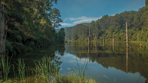 Lake Elizabeth is a remote mountain lake formed by a landslide and a beautiful place to spend some time searching for the Platypus. The lake is about 3/4hr walk to reach from the carpark along a well made pathway. My photo was taken near the western edge of the lake.
Hidden deep in the Otways it has inspiring beauty with heavily timbered flanks and calm waters punctuated by the trunks of dead trees, drowned when the valley was flooded more than 50 years ago to form this "perched lake”.
The elusive platypus can be found in the waters of the lake - wake up early or head to Lake Elizabeth at dusk to catch a glimpse of these shy Australian natives.