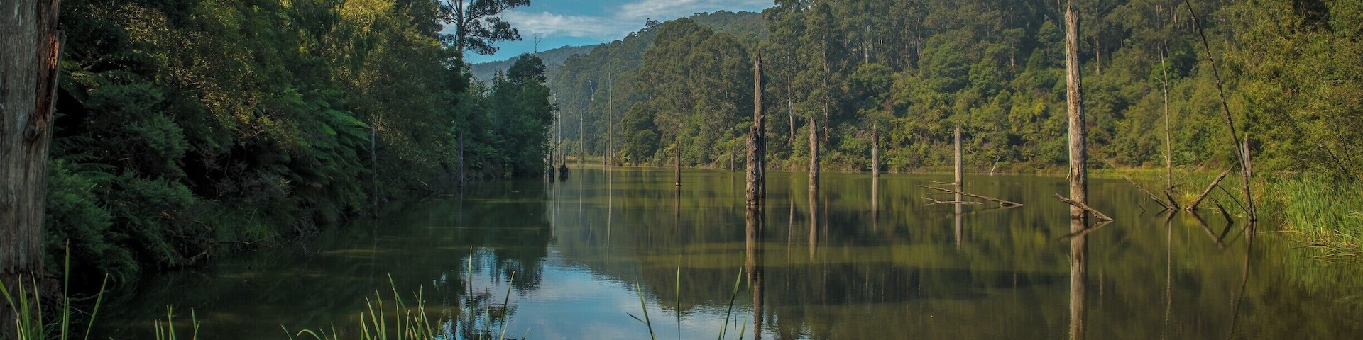 Lake Elizabeth is a remote mountain lake formed by a landslide and a beautiful place to spend some time searching for the Platypus. The lake is about 3/4hr walk to reach from the carpark along a well made pathway. My photo was taken near the western edge of the lake. 
Hidden deep in the Otways it has inspiring beauty with heavily timbered flanks and calm waters punctuated by the trunks of dead trees, drowned when the valley was flooded more than 50 years ago to form this "perched lake”. 
The elusive platypus can be found in the waters of the lake - wake up early or head to Lake Elizabeth at dusk to catch a glimpse of these shy Australian natives.