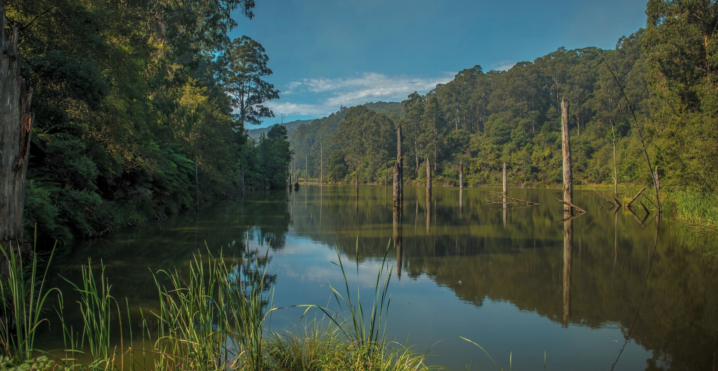 A calm river surrounded by dense forest and tall trees.