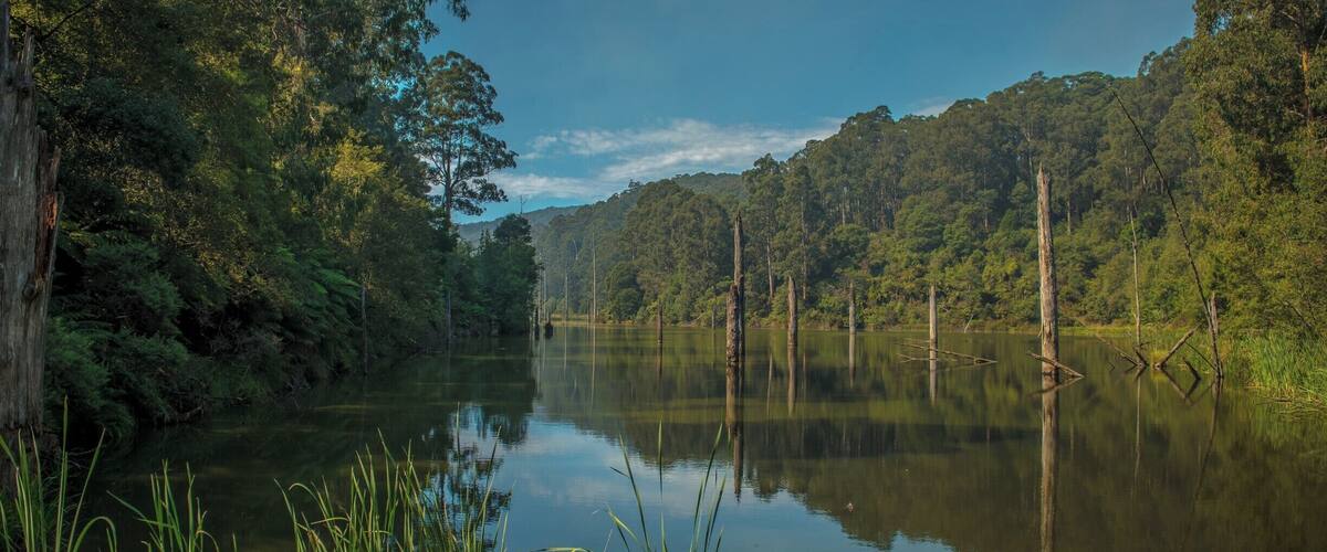 A calm river surrounded by dense forest and tall trees.